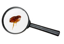 Dog Or Cat Flea Under Real Magnifying Glass Over White