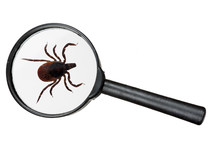 Black Legged Deer Tick As Found On Cats And Dogs