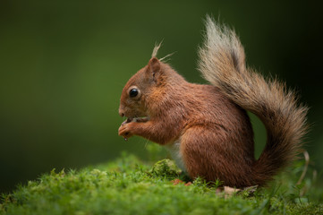 Wall Mural - red squirrel