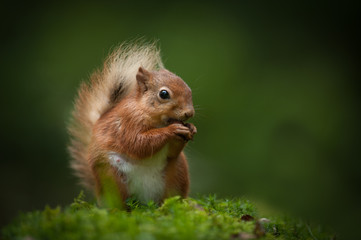 Wall Mural - red squirrel