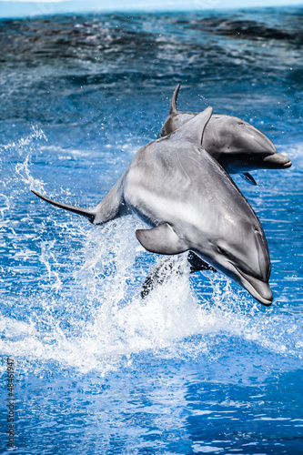 Obraz w ramie Dolphins swim in the pool