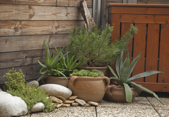 Canvas Print - Balcony plant