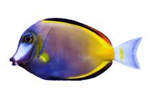 Japonicus Fish