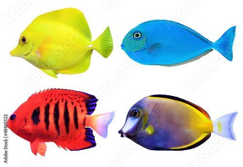 Naklejka dekoracyjna Set of tropical sea fishs