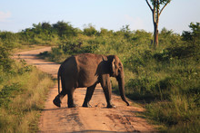 Elephant Crossing The Road In Udavalave National Park , Sri Lank