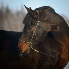 Wall Mural - Bay horse portrait in winter