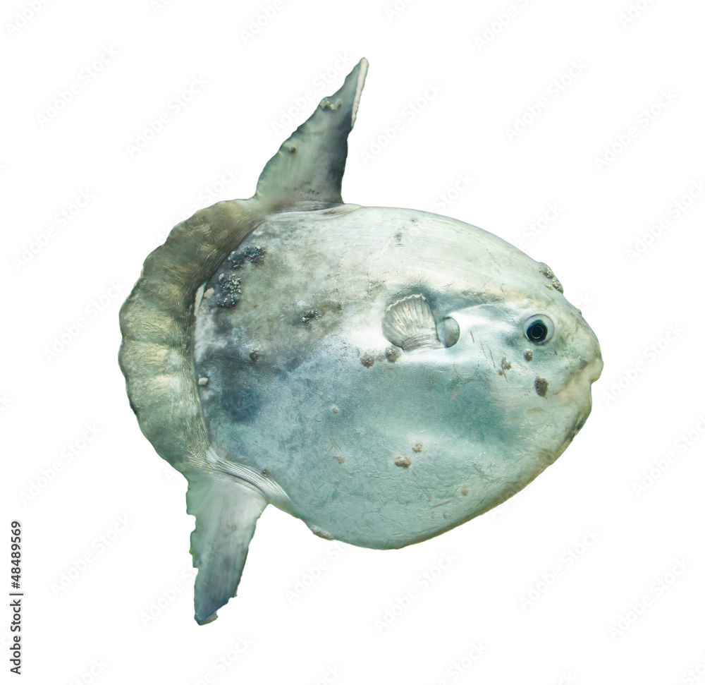 Ocean sunfish (Mola mola) in captivity
