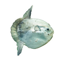 Ocean Sunfish (Mola Mola) In Captivity
