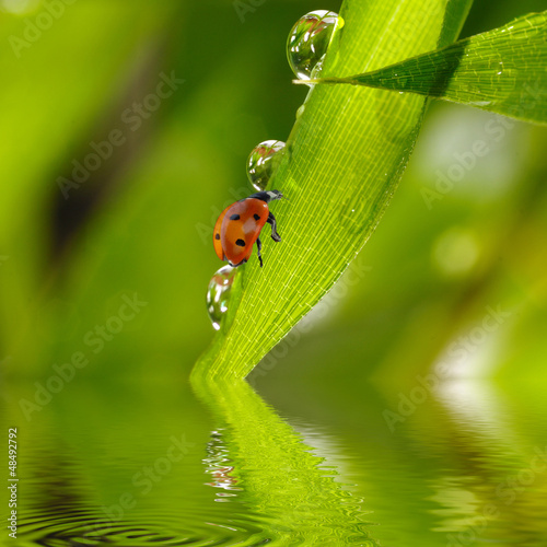 Foto-Schmutzfangmatte - Marienkäfer auf Bambus mit Wassertropfen (von Gerhard Seybert)