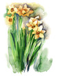 Watercolor Narcissus