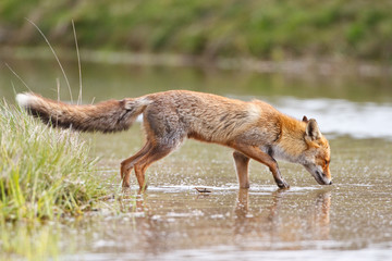 Poster - a red fox in the water