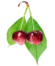 Pair Of Red Wet Cherry Fruit On Stem With Green Leaf Isolated On