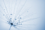 Fototapeta Dmuchawce - abstract dandelion flower background with water drops