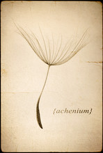 Dandelion Seed, Old Postcard, Vintage Encyclopedia Illustration