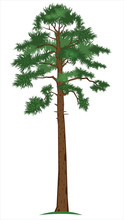 Vector Pine-tree