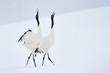 Two Red-crowned Cranes in courtship dancing.
