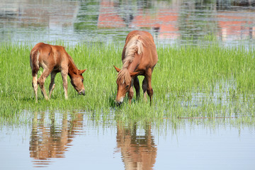 brown horse and foal nature spring scene