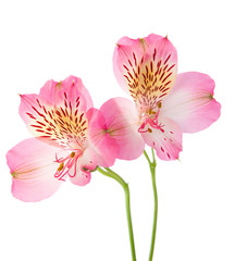 Alstroemeria flowers isolated on white background.