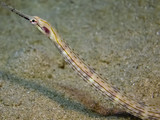 Fototapeta Tęcza - Pipefish