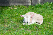 Just Born Lamb
