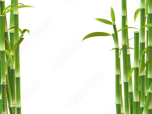 Dekoracja na wymiar  bambus-na-bialym-tle