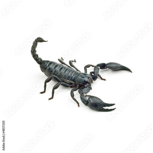 Foto-Leinwand ohne Rahmen - Heterometrus longimanus back scorpion (von nuttapongg)