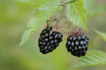 Two forest blackberries growing/ hanging on the  shrub