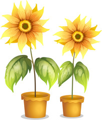 Poster - A flower plant in a pot