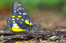 Hill Jezebel Butterfly