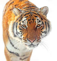Wall Mural - tiger
