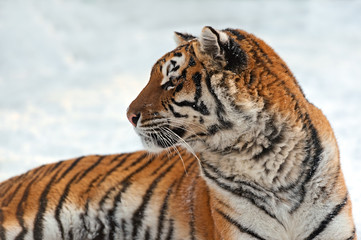 Canvas Print - Tiger