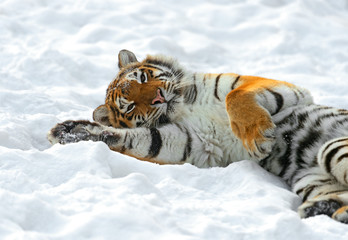 Canvas Print - Tiger