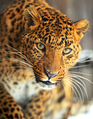 Wall Mural - leopard