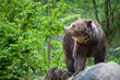 brown bear (lat. ursus arctos)