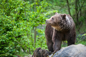 brown bear (lat. ursus arctos)