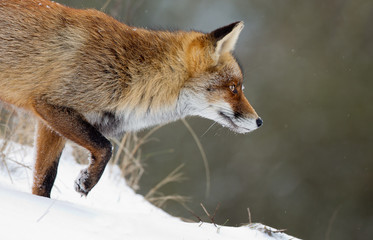 Wall Mural - Red fox in a snowy landscape