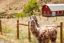Two Llamas By Fence