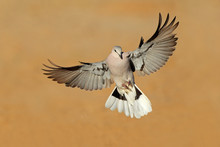 Cape Turtle Dove In Flight