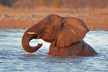 Elephant In Water, Etosha N/P