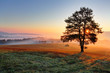 © TTstudio - Alone tree on meadow at sunset with sun and mist