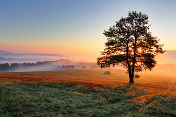 Aufkleber - Alone tree on meadow at sunset with sun and mist