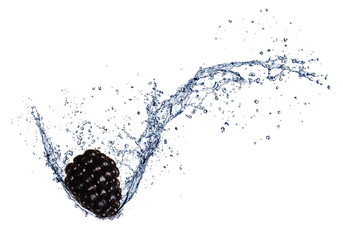  Fresh blackberry in water splash, isolated on white background