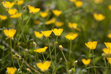 Sticker - Field with Californian poppies