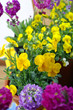 Beautiful pansies and primrose on the terrace