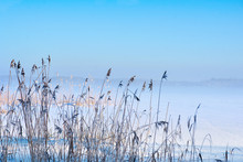 Reeds In Winter