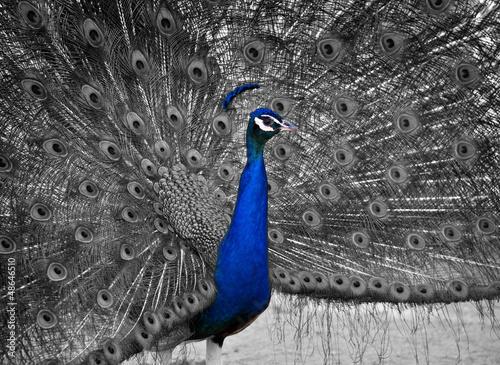 Tapeta ścienna na wymiar A Beautiful Male Peacock Displays his Plumage