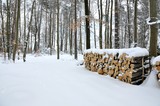 Fototapeta  - Ścięte drzewo przysypane śniegiem