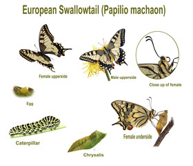 Swallowtail life cycle