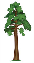 Vector Sequoia