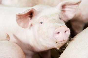 Wall Mural - young pig in shed